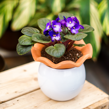 Pot pour violette africaine - 6"