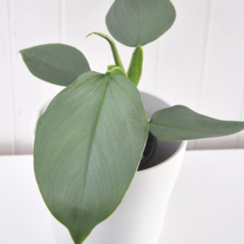 Philodendron hastatum 