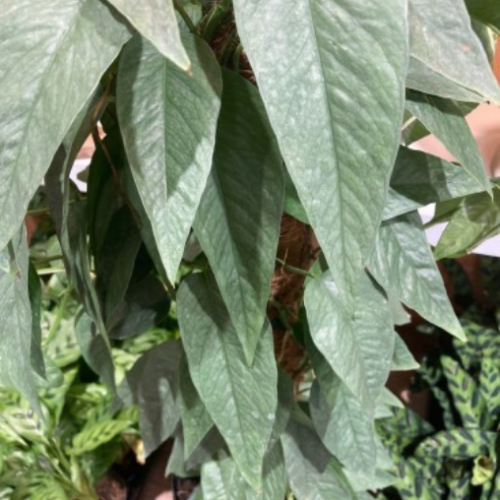 Epipremnum pinnatum 'Cebu Blue' 