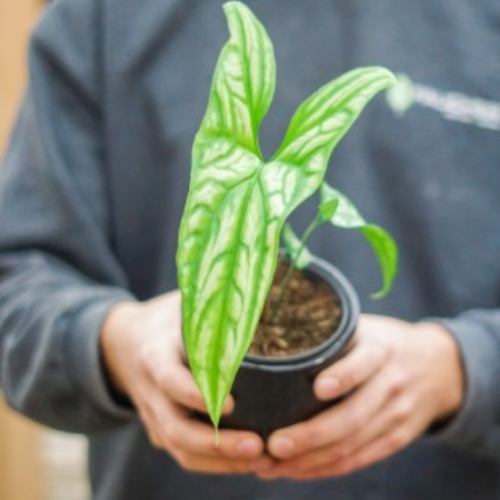 Cercestis miriballis -  Philodendron cercestis miriballis