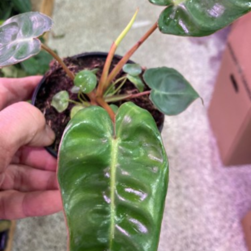 Philodendron billietae