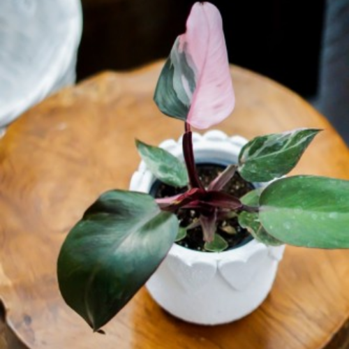 Philodendron erubescens 'Pink Princess'