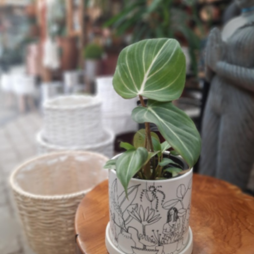 Philodendron gloriosum - Prismacolor