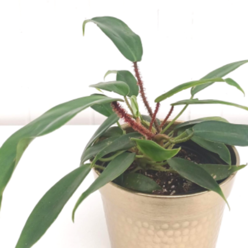 Philodendron squamiferum
