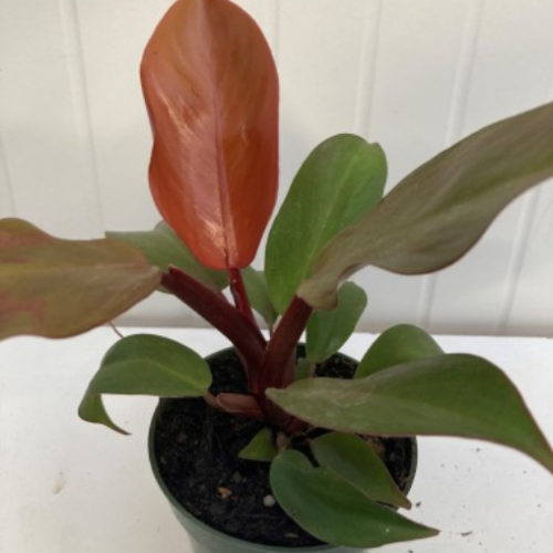Philodendron erubescens 'Prince of orange'