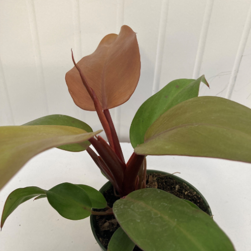 Philodendron erubescens 'McColley's Finale'