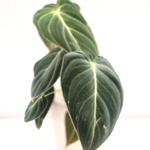 Philodendron melanochrysum 'Black Gold'