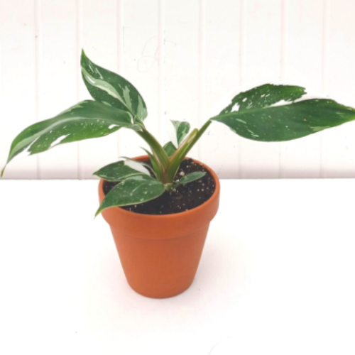 Philodendron erubescens 'White Princess'
