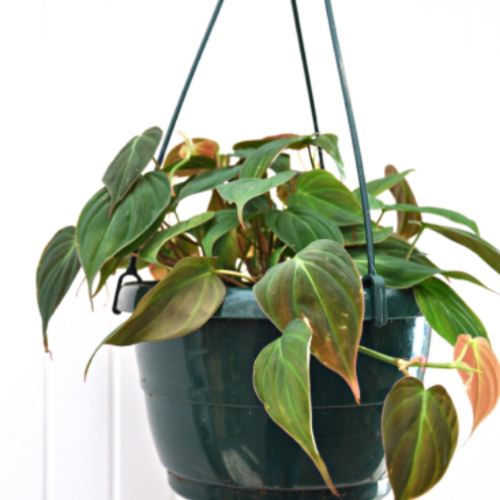 Philodendron hederaceum 'Micans'