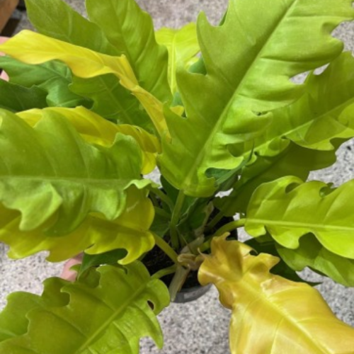 Philodendron serratum 'Ring Of Fire Gold'