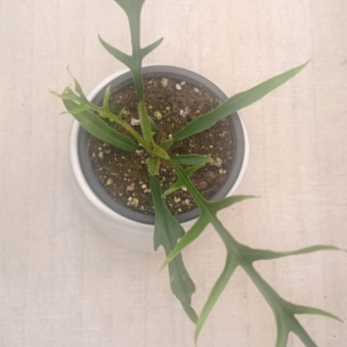 Philodendron bipinnatifidum 'Tortum' - 6"