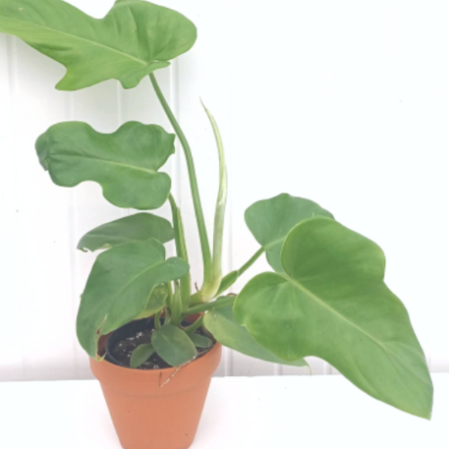 Philodendron bipennifolium Aurea - 'Golden Violin' Philodendron
