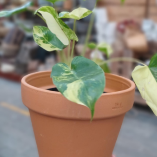 Philodendron 'Burle Marx Variegata'