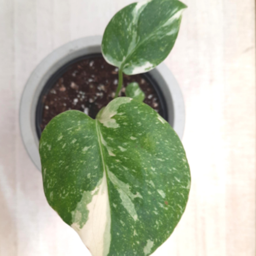 Philodendron Monstera 'Thaï Constellation'