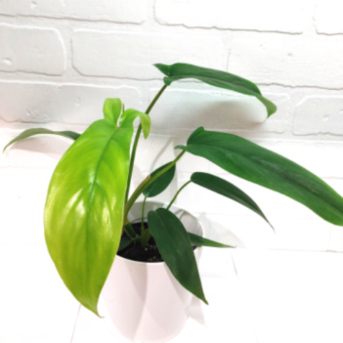 Philodendron ' 69686 Bette Waterbury' - 4"