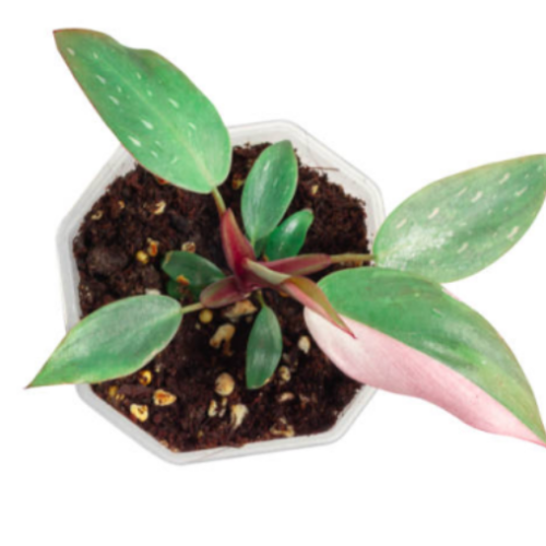 Philodenron erubescens 'Pink Princess Marble '- 4"