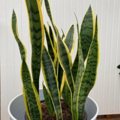 Sansevieria trifasciata 'Laurentii'