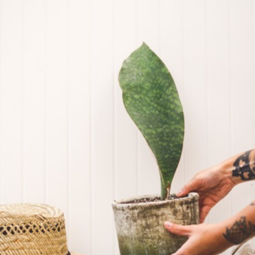 Sansevieria masoniana