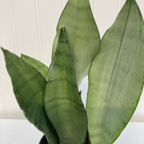 Sansevieria trifasciata 'Moonshine'