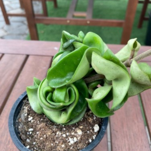 Hoya carnosa compacta 'Hindu Rope'