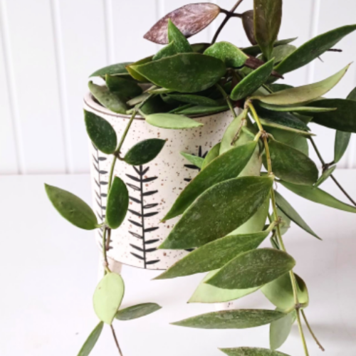 Hoya 'Memoria Gracilis' - Fleur de porcelaine