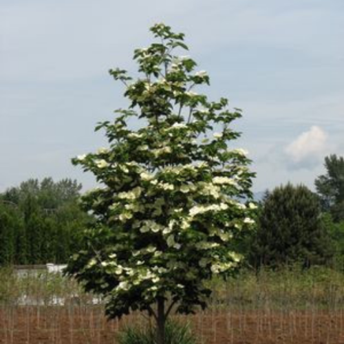 Cornus Kousa 'Venus'