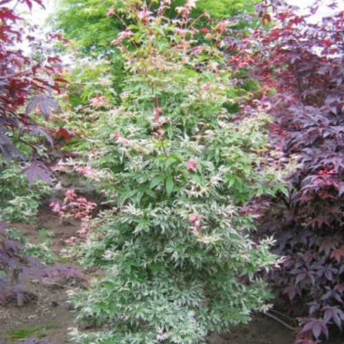 Acer palmatum 'Butterfly' - 1g