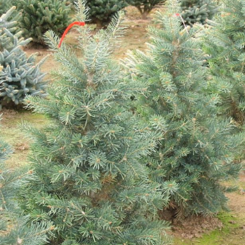 Abies concolor 'Conica'