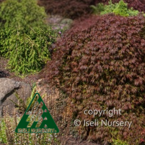 Acer palmatum dissectum 'Orangeola'