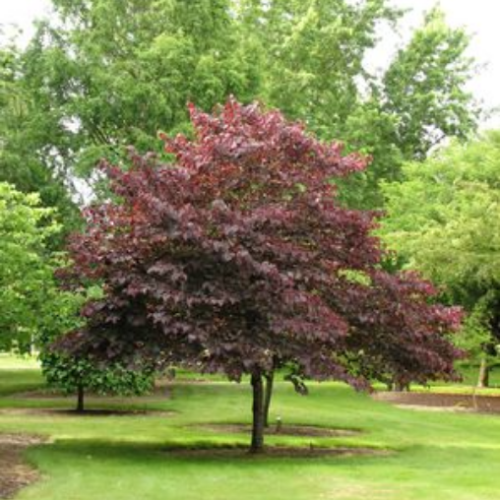 Cercis canadensis 'Forest Pansy'