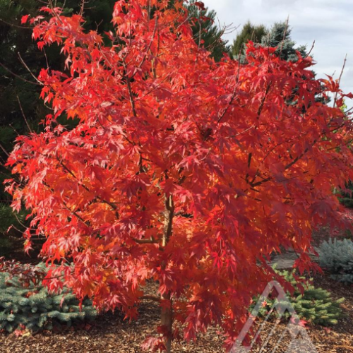 Acer x pseudosieboldianum 'Final Fire' 