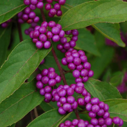 Callicarpa bodinieri var. giraldii 'Profusion' - 3g