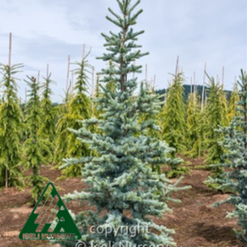 Cedrus atlantica 'Horstmann' 