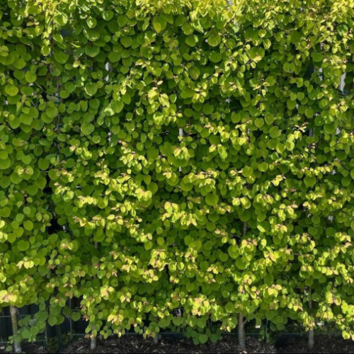 Cercidiphyllum japonicum 'Claim Jumper' - 200 cm en pot