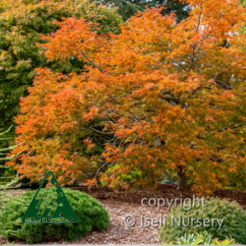 Acer x pseudosielboldianum 'Cascadia' - 110cm