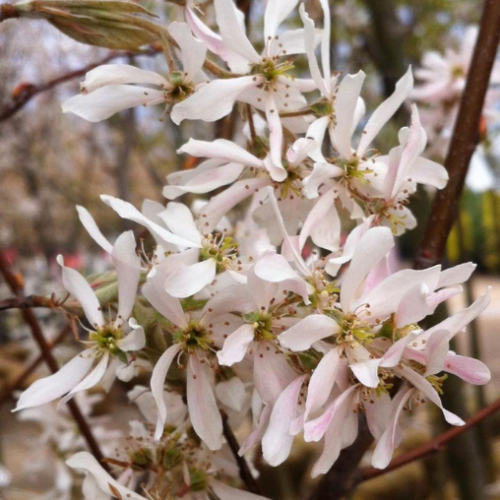 Amelanchier x grandiflora 'Robin Hill'