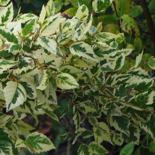 Betula nigra 'Shiloh Splash' - 175 cm