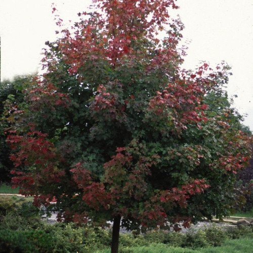 Acer x 'Pacific Sunset'