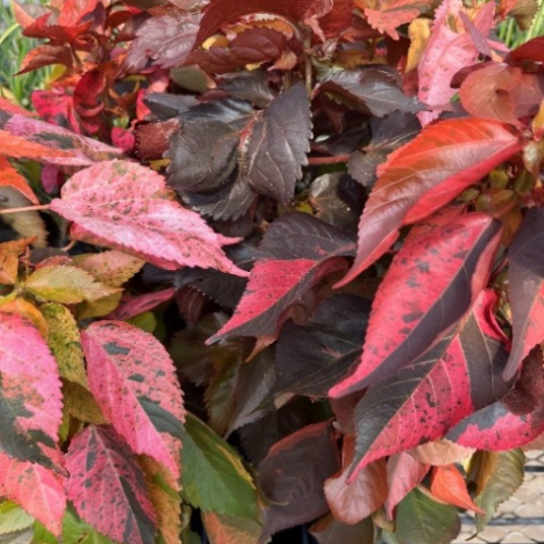 Acalypha 'Magie d'automne' - 1g
