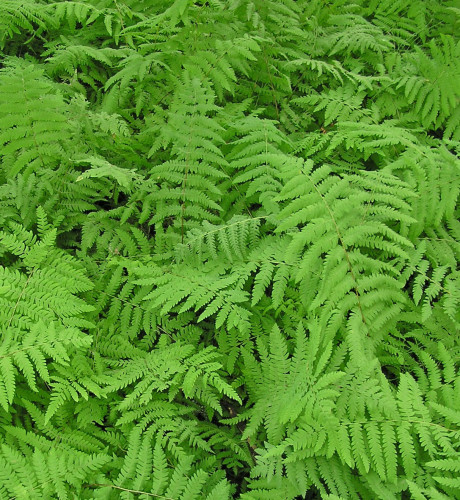 Thelypteris palustris - 1g