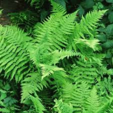 Thelypteris noveboracensis - 1g