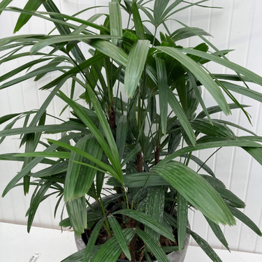 Rhapsis excelcea - Palmier Rhapsis