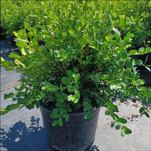 Buxus microphylla 'Winter Gem' - 40cm - 5g