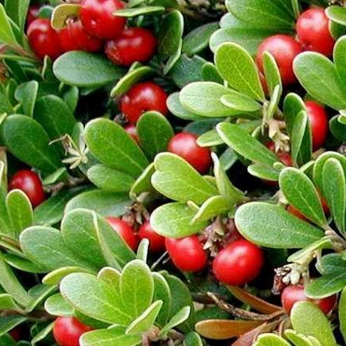 Arctostaphylos uva-ursi 'Massachusetts' 