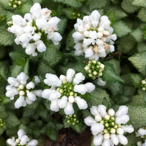 Lamium maculatum 'White Nancy'