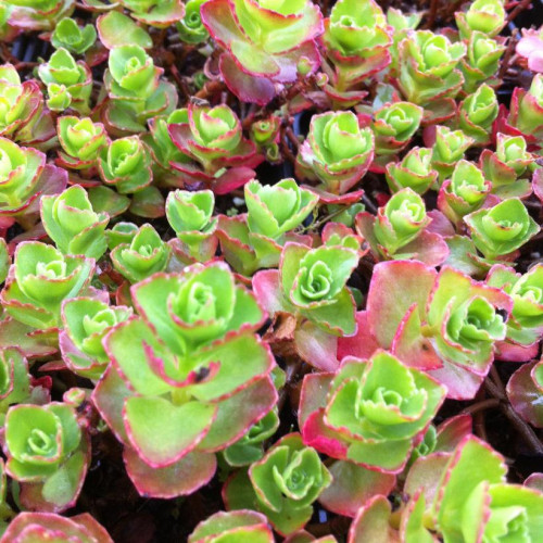 Sedum spurium 'Dragon's Blood'