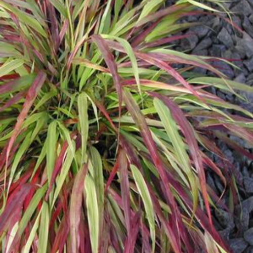 Hakonechloa macra 'Beni-Kaze' - 1g