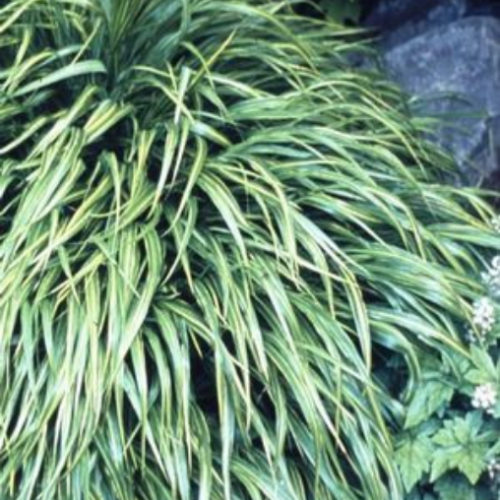 Hakonechloa macra 'Albostriata' - 1g