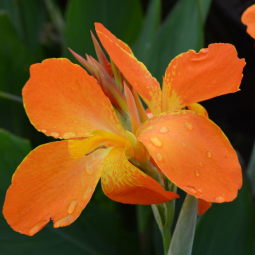 Canna 'Orange punch' - 1g