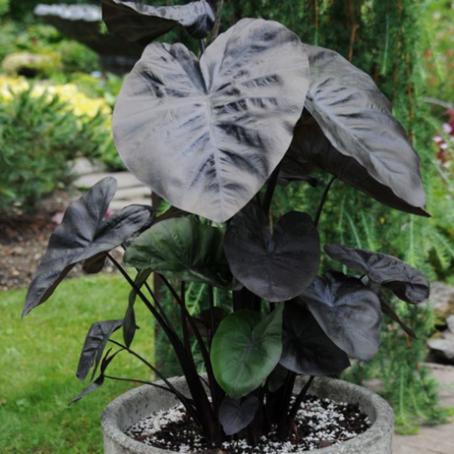 Colocasia 'Kona Coffee' - 1g